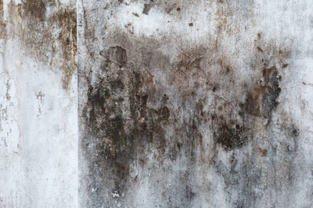 Best Mold Prevention Services  in Broken Bow, NE