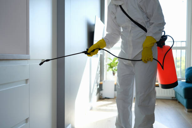 Best Basement Mold Removal  in Broken Bow, NE